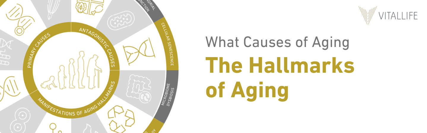 What Causes of Aging The Hallmarks of Aging